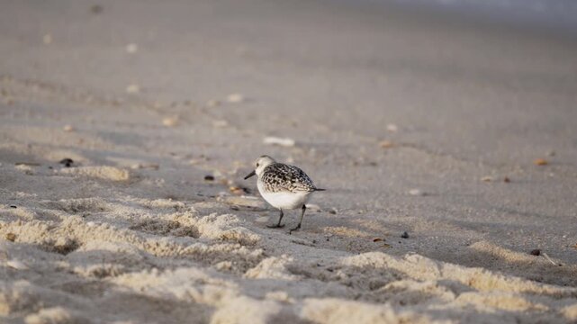 A small sanderling bird walks along the sandy beach, moving gracefully across the shoreline. Gentle waves can be heard in the background as it searches for food.