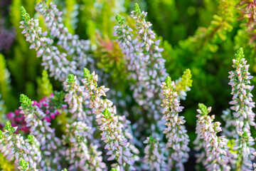 White variety of calluna vulgaris. Bud blooming heather