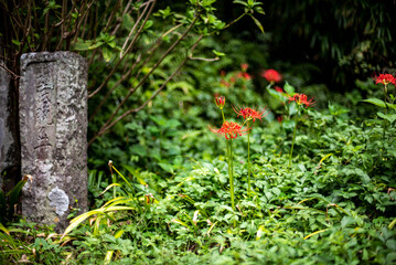 鎌倉25928　海蔵寺5　曼珠沙華