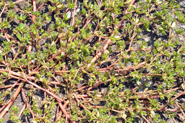 In the soil, like a weed grows purslane (Portulaca oleracea)