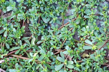 In the soil, like a weed grows purslane (Portulaca oleracea)