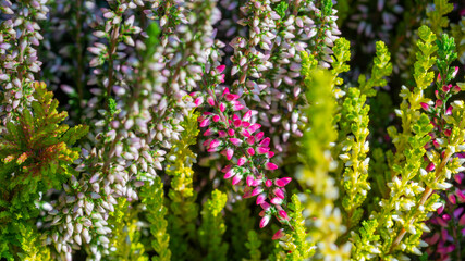 Different coloured types of heather (calluna vulgaris) in morning sunlight