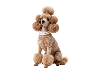 Elegant Poodle with Pom Poms and Pearls on White Background.