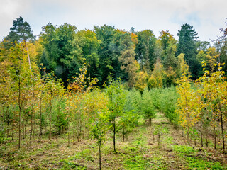 Wiederaufforstung im herbstlichen Mischwald