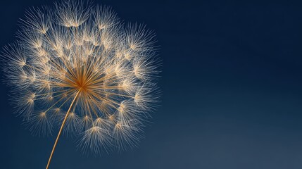 Obraz premium Golden Firework Explosion in the Night Sky Creating Sparkling Effects for Celebration