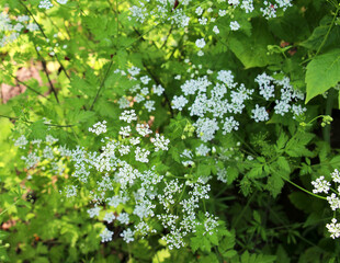 Chaerophyllum temulum grows in nature