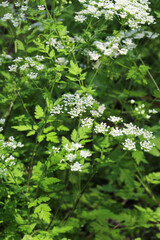Chaerophyllum temulum grows in nature