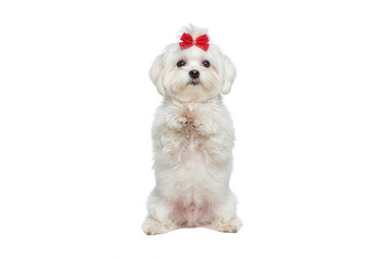 Obraz premium Adorable Maltese Dog Standing on Hind Legs with Red Bow, Isolated on White Background, Cute Pet Portrait, Begging, Small Breed, Purebred, Animal