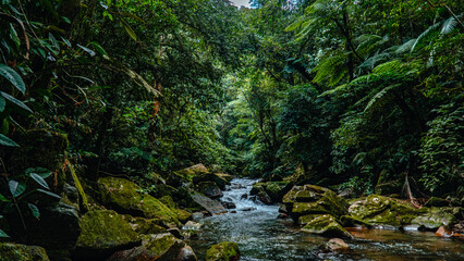 Fototapeta premium River Waterfall Tropical Rain Forest Hiking Trail In Brazil South America Green Nature With Trees And Plants Jungle Adventure Landscape And Natural Environment Wild Life