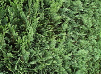 Dense evergreen Lawson cypress hedge provides a strong privacy screen. Copyspace.