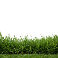 Obraz premium Lush Green Grass Border with Transparent Background lawn field isolated on a transparent background