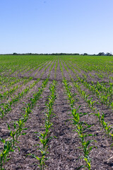 field planted with corn in Argentina