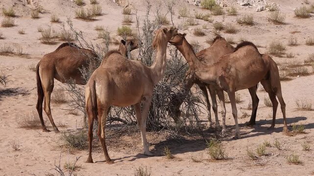 Group of Middle Eastern camels in the desert in Abu Dhabi, UAE