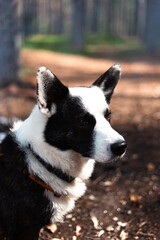 A beautiful portrait of a Black and White Dog in a serene Forest Setting, captivating