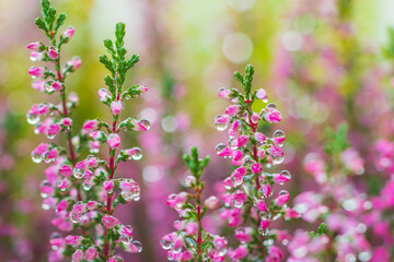 Water droplets on Calluna vulgaris (heather) caused by morning dew