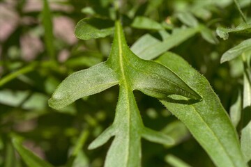 Coreopsis lanceolata - Lance-leaved Coreopsis Leaf Close-up
