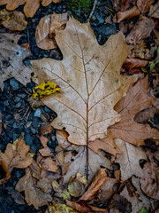Herbstlaub auf dem Boden