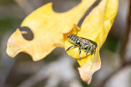 Leafcutter Bee cutting a leaf, genus Megachile