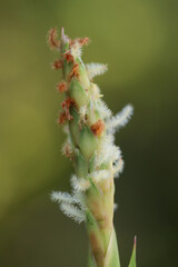Macro of Fluffy White Grass Seed Head on Green Background
