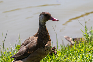 Brazilian Teal in the city park lake.