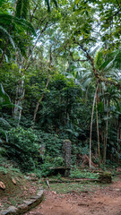 Tropical Rain Forest Hiking Trail In Brazil South America Green Nature With Trees And Plants Jungle Adventure Landscape And Natural Environment