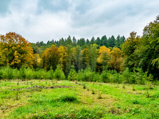 Fototapeta premium Wiederaufforstung im herbstlichen Mischwald