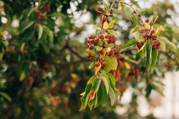 Ripe fruits hanging from branches in a garden during late summer