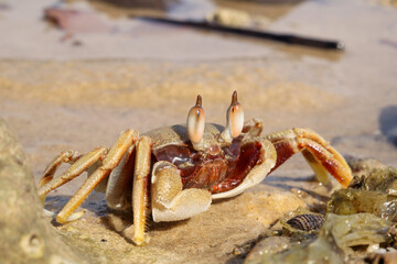 Close-up of a Ghost Crab (Ocypode) on a Sandy Beach at Low Tide