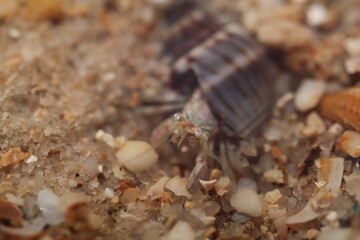 Extreme Macro of a Hermit Crab Hidden in Beach Sand and Shells