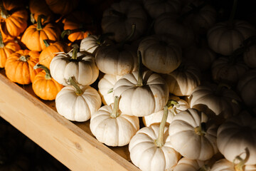 Bright white and orange pumpkins arranged on a wooden shelf in a rustic market during autumn season