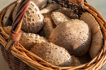 A stack of parasol mushrooms (Macrolepiota procera) with characteristic scaly caps