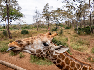 Africa