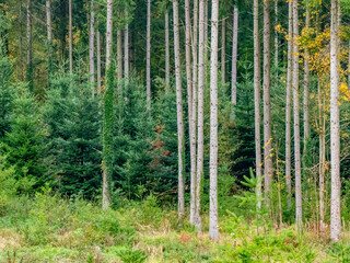 Wiederaufforstung im herbstlichen Mischwald