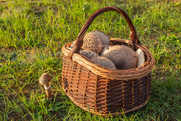 Wicker basket full of parasol mushrooms (macrolepiota procera) in morning sunlight
