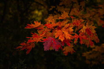 Beautiful autumn landscape with colorful foliage and calm lake reflections. Natural seasonal background with warm golden tones.