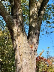Autumn in full bloom