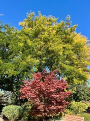 Autumn in full bloom