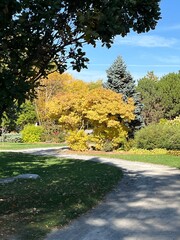 Autumn in full bloom