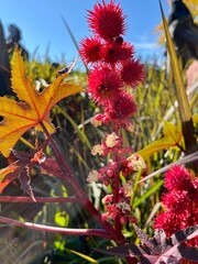Autumn in full bloom