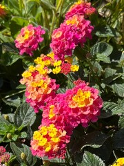 Autumn in full bloom