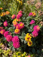 Autumn in full bloom