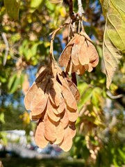 Autumn in full bloom