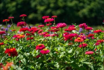 Fototapeta premium Colorful flowers bloom beautifully, filling the garden with life and warmth under the sun