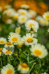 Fototapeta premium Delicate white and yellow daisies fill the garden, dancing gently in the warm spring breeze