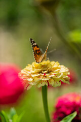 A butterfly rests on a yellow zinnia, enhancing the garden's colorful charm