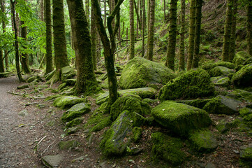 Fototapete bei efototapeten.de bestellen   