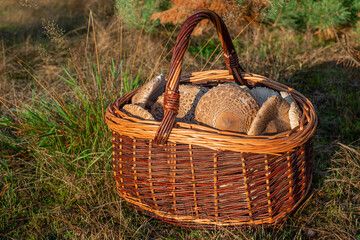 A basket full of parasol mushrooms (macrolepiota procenta) stands on a forest ground