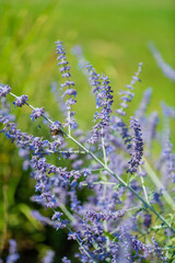 Fototapeta premium Delicate lavender flowers burst with color against a bright green backdrop on a warm afternoon