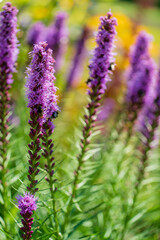 Beautiful clusters of purple flowers stand tall, attracting bees and enhancing the garden's charm
