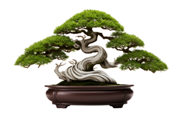 Elegant bonsai tree with spiral trunk and dense green foliage on dark background